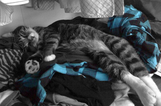 Cat in the Wardrobe
